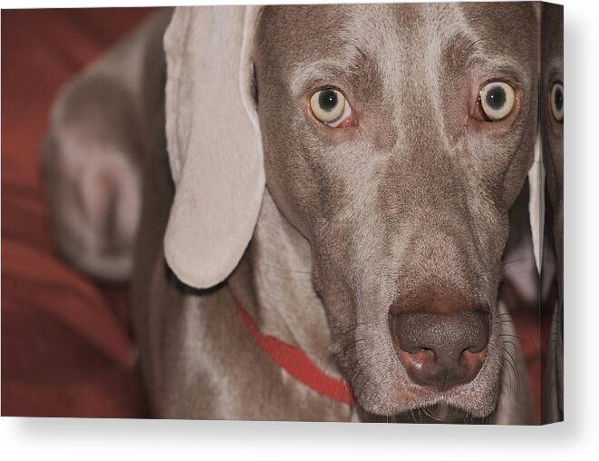 Animal Canvas Print featuring the photograph Weim on Red Pillow by Melinda Schneider