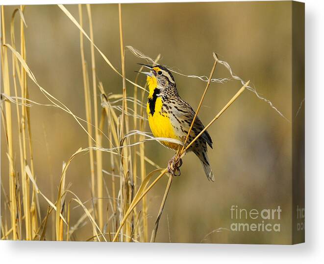 Bird Canvas Print featuring the photograph Western Meadowlark Calling for Mate by Dennis Hammer
