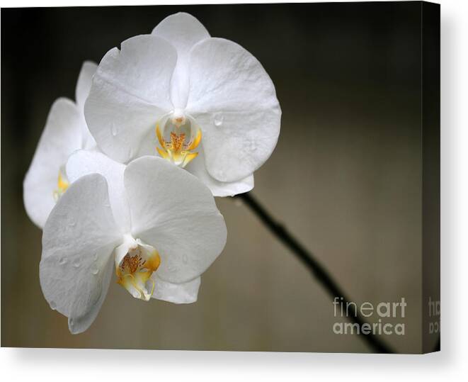 Orchid Canvas Print featuring the photograph Wet White Orchids by Sabrina L Ryan