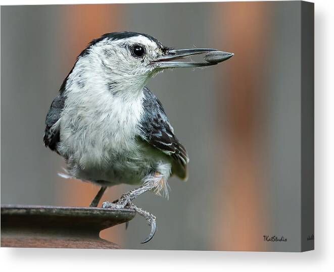 Backyard Birds Canvas Print featuring the photograph White-breasted Nuthatch with Sunflower Seed by Tim Kathka