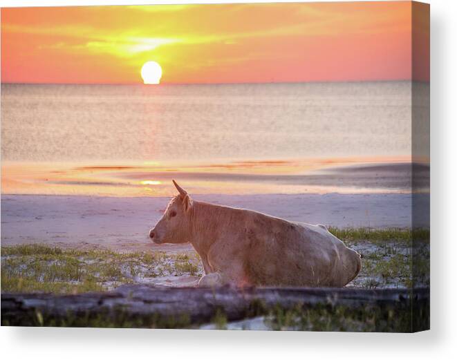 White Canvas Print featuring the photograph White Cow Sunrise by Paula OMalley