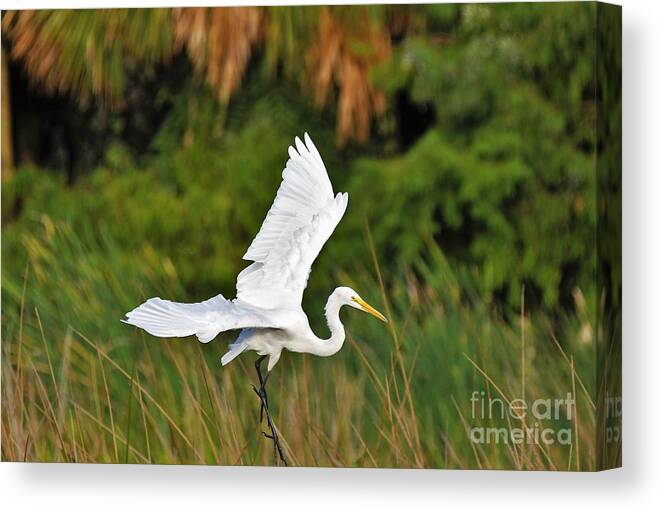 Great White Egret Canvas Print featuring the photograph White Egret In Flight by Julie Adair