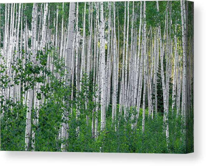 Aspen Canvas Print featuring the photograph White Forest by Tim Reaves