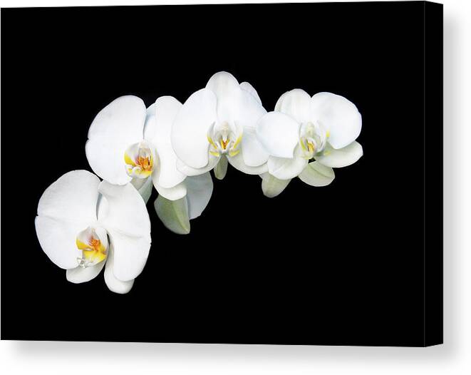 Orchids Canvas Print featuring the photograph White orchid flower by Michalakis Ppalis