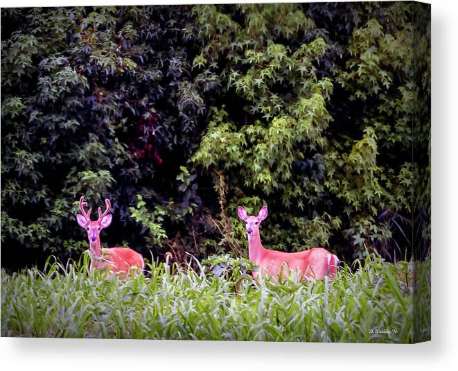 2d Canvas Print featuring the photograph Whitetail Buck and Doe by Brian Wallace