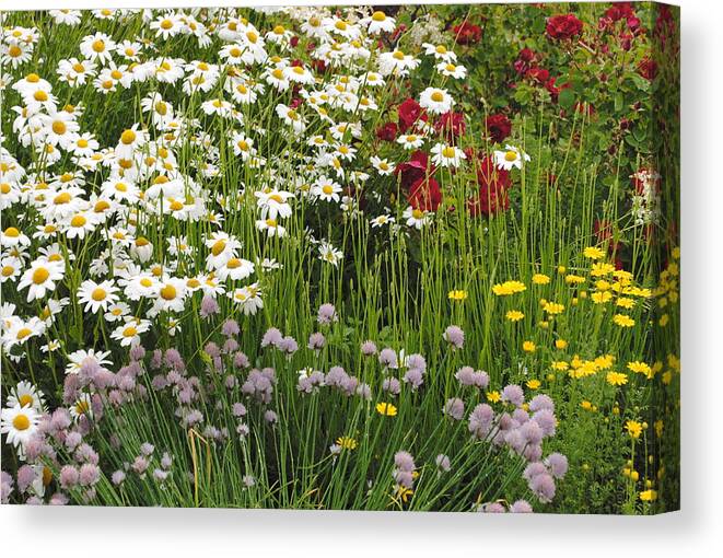 Flowers Canvas Print featuring the photograph Wild Flowers by Jost Houk