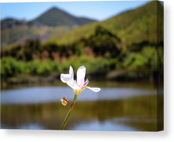 Wild Iris Isolated By The Lake Canvas Print featuring the photograph Wild Iris by Alison Frank