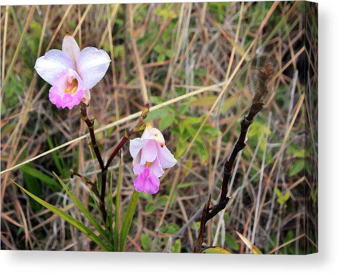 Orchid Canvas Print featuring the photograph Wild Orchid by Mary Haber