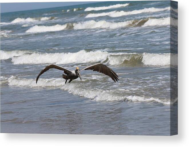 Wild Canvas Print featuring the photograph Wild Pelican in Flight by Christy Pooschke
