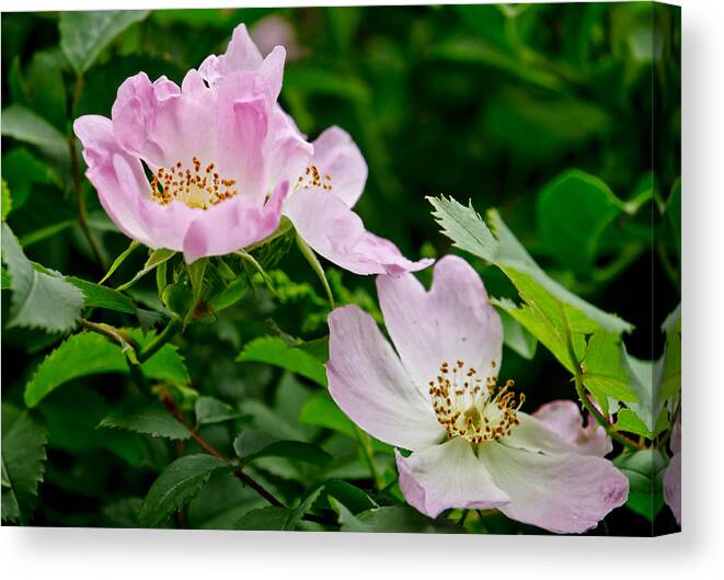 Wild Roses Canvas Print featuring the photograph Wild Roses. Andante.. by Elena Perelman