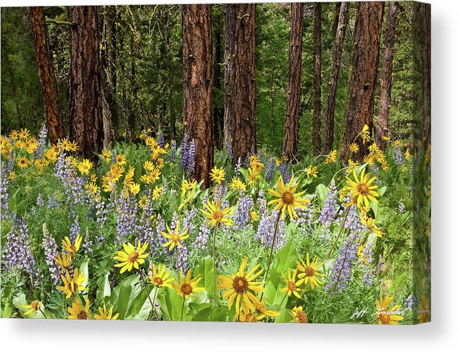 Arrowleaf Balsamroot Canvas Print featuring the photograph Balsamroot and Lupine in a Ponderosa Pine Forest by Jeff Goulden