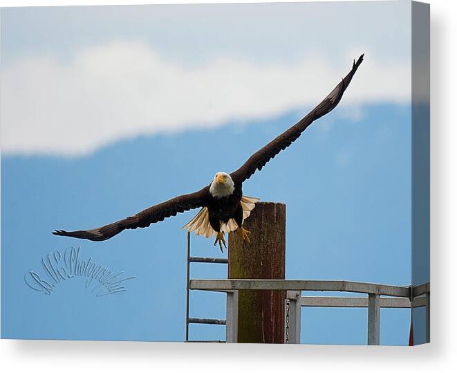 Eagle Comox British Columbia Wildlife Birds Nature Ocean Pacific Canada Bald Eagle Canvas Print featuring the photograph Wing Span by Edward Kovalsky