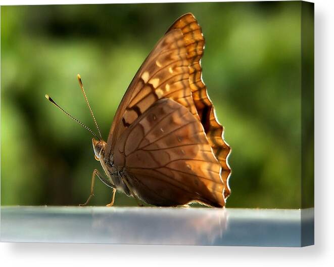 Butterfly Canvas Print featuring the photograph Winged Beauty by Karen Scovill