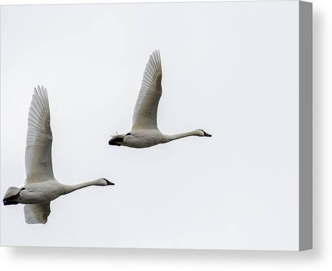 Nature Canvas Print featuring the photograph Winging Home by Donald Brown