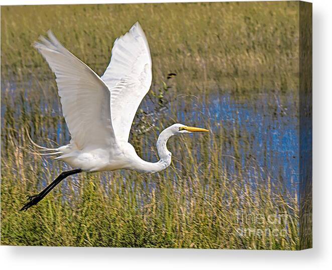Birds In Flight Canvas Print featuring the photograph Wings by Judy Kay