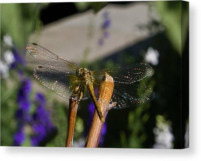 Dragonfly Canvas Print featuring the photograph Wings sparkling in the sun by ShaddowCat Arts - Sherry
