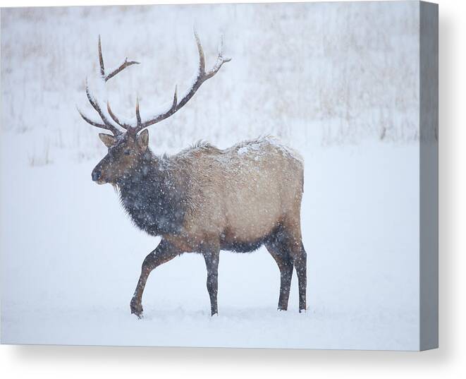 Elk Canvas Print featuring the photograph Winter Bull by Michael Dawson