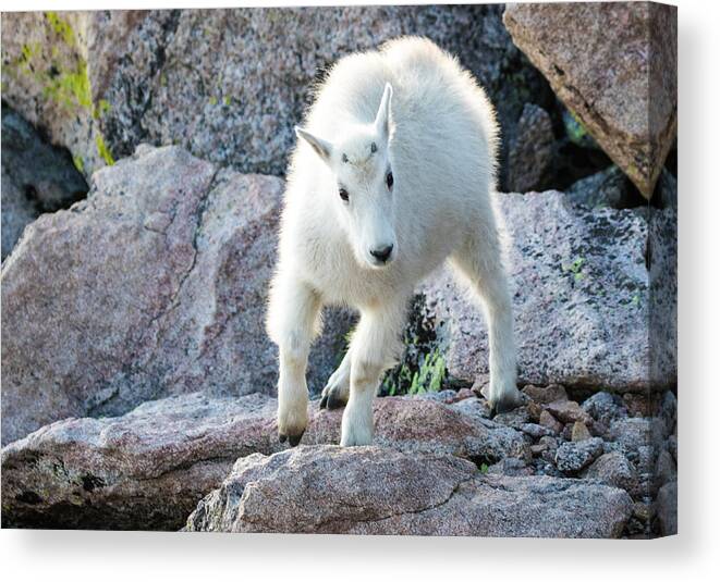 Mountain Goat Canvas Print featuring the photograph Winter Coats #2 by Mindy Musick King