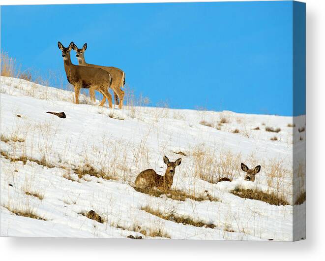 Mule Deer Canvas Print featuring the photograph Winter Deer by Michael Dawson