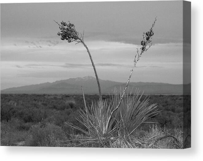 White Sands National Park Canvas Print featuring the photograph Winter Yucca by Amanda Rimmer