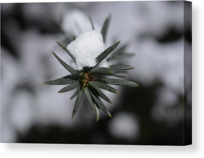 Conifer Canvas Print featuring the photograph Winter's Grip by Richard Andrews