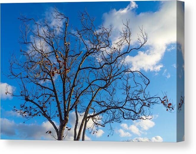 Tree Canvas Print featuring the photograph Winter's Tree by Derek Dean