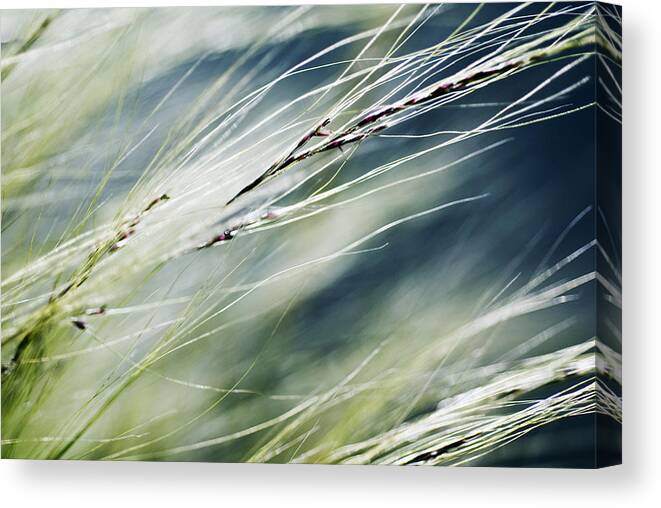 Abstract Canvas Print featuring the photograph Wispy Grass by Ray Laskowitz - Printscapes