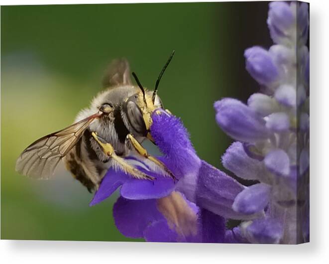 Bees Canvas Print featuring the photograph Without Me by Steven Milner