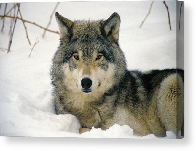 Wolf Canvas Print featuring the photograph Wolf rests in snow by Steve Somerville