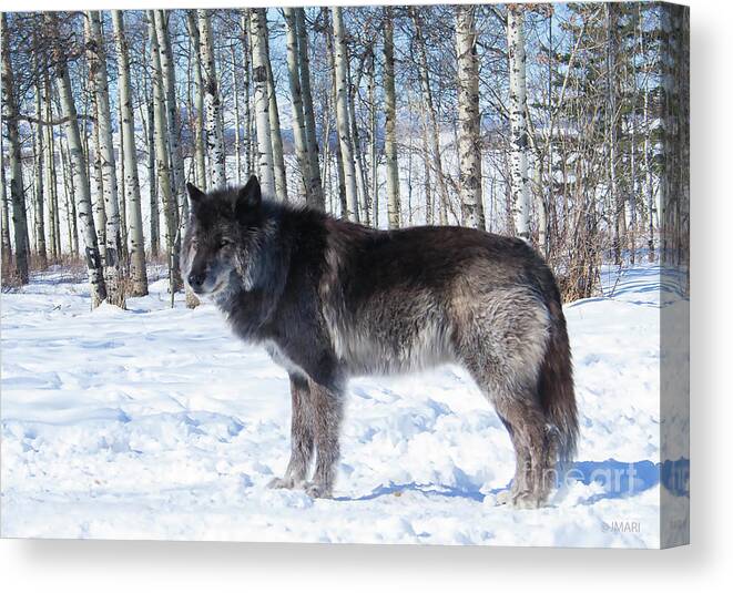 #wolfdog #print #photograph #nature #yamnuska #cochranealberta #zeus #birchtrees #outdoors Canvas Print featuring the photograph Wolfdog by Jacquelinemari
