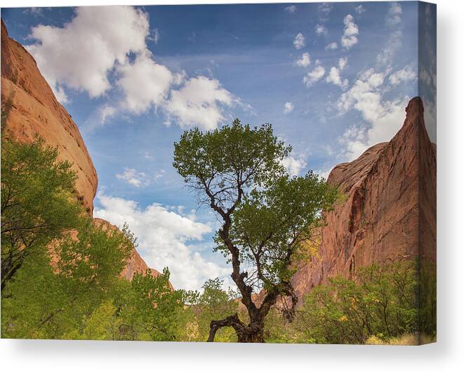 Coyote Gulch Canvas Print featuring the photograph Wonderful tonight by Kunal Mehra