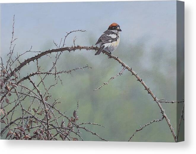 Wildlife Paintings Canvas Print featuring the painting Woodchat Shrike by Alan M Hunt