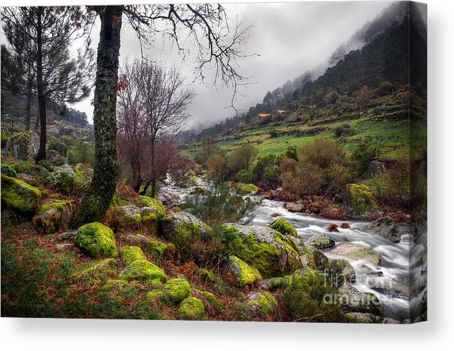 Autumn Canvas Print featuring the photograph Woods Landscape by Carlos Caetano