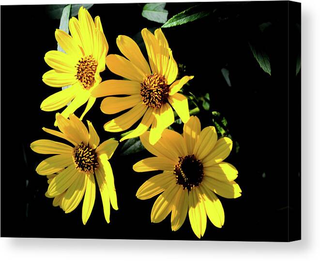 Nature Canvas Print featuring the photograph Yellow Dasies by Bradley Dever