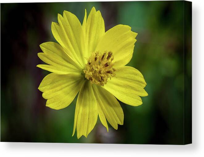 Background Canvas Print featuring the photograph Yellow Flower by Ed Clark