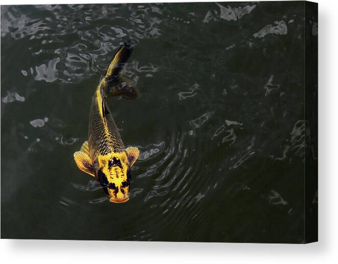 Koi Canvas Print featuring the photograph Yellow Koi 5 by Mary Bedy