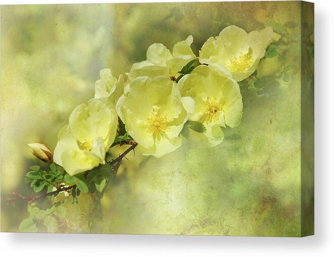 Botanicals Canvas Print featuring the photograph Yellow Roses by Elaine Manley