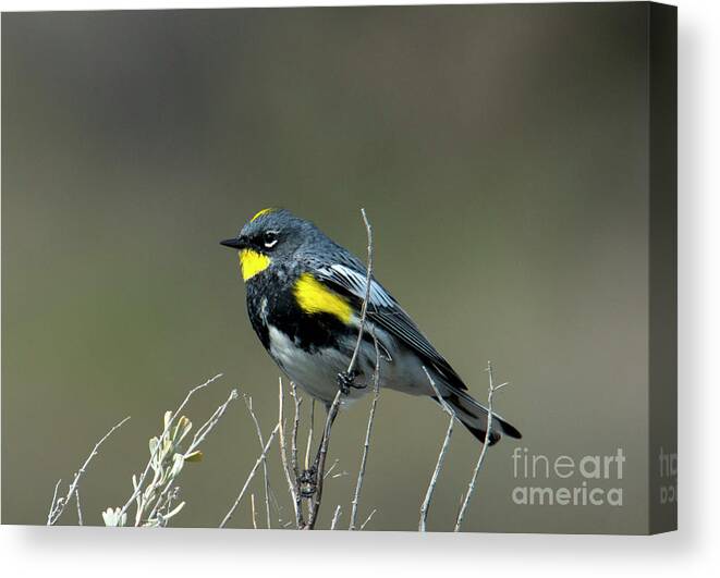 Yellow-rumped Warbler Canvas Print featuring the photograph Yellow-Rumped Warbler by Michael Dawson