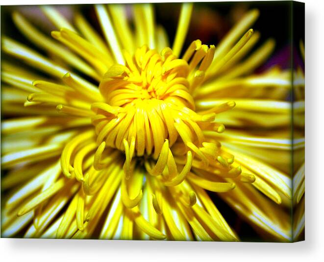 Football Mum Canvas Print featuring the photograph Yellow Spider Mum by Susie Weaver