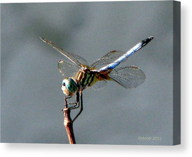 Dragonflies Canvas Print featuring the photograph Yellow Stripes by T Guy Spencer