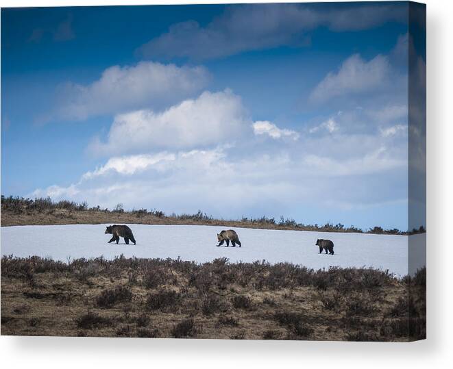 Cub Canvas Print featuring the photograph Yellowstone Bears by Bill Cubitt