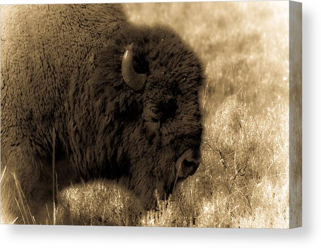 Bison Canvas Print featuring the photograph Yellowstone Bison by Patrick Flynn