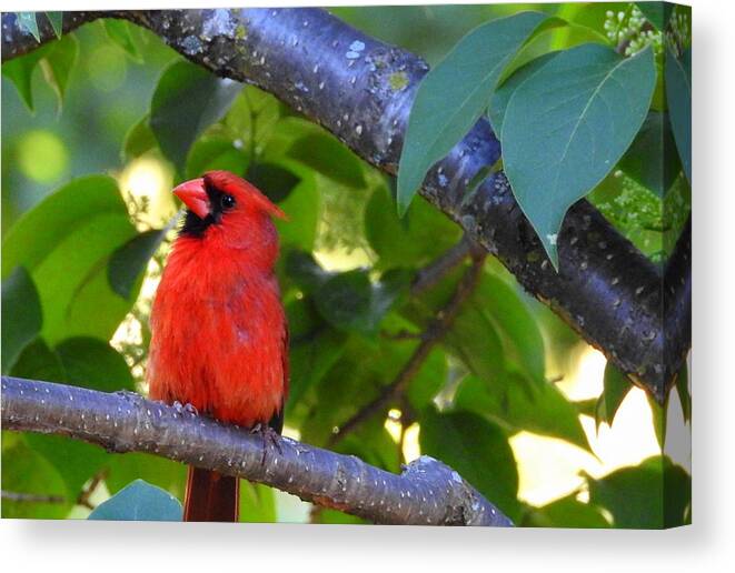 Northern Cardinal Canvas Print featuring the photograph Yes I'm Listening by Betty-Anne McDonald