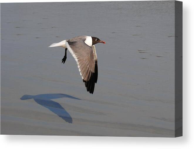 Bird Canvas Print featuring the photograph You Following Me by Eric Liller