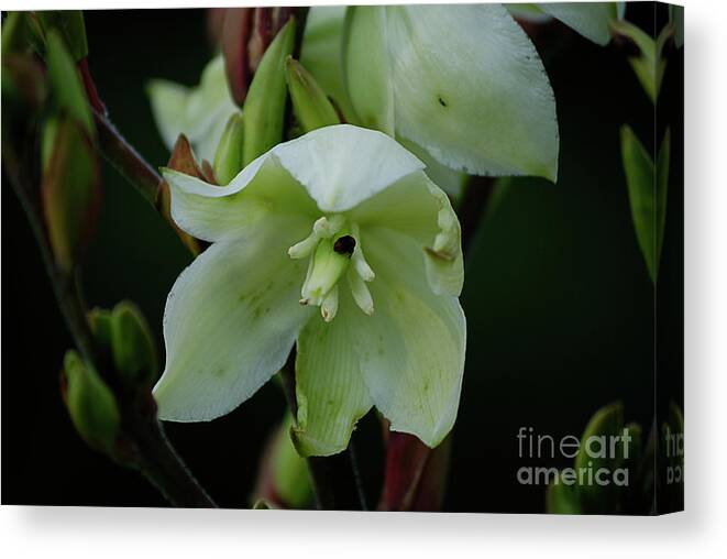 White Flowers Canvas Print featuring the photograph Yucca by Randy Bodkins