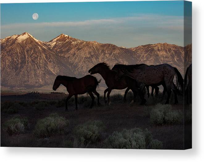  Canvas Print featuring the photograph _z3a4237 by John T Humphrey