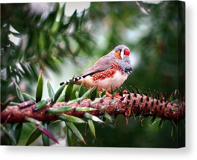 Bird Canvas Print featuring the photograph Zebra Finch by Cameron Wood