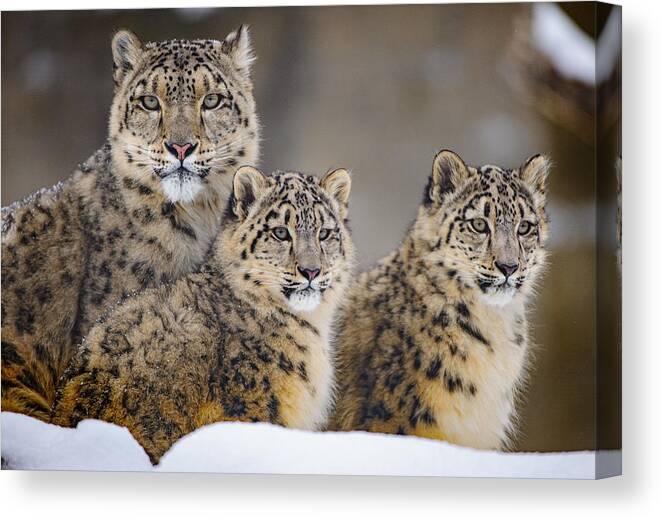 Amur Canvas Print featuring the photograph by Louis Blair