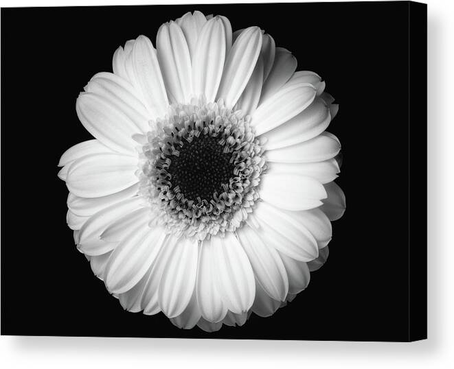 Flower Canvas Print featuring the photograph Black and white flower #1 by Mirko Chessari