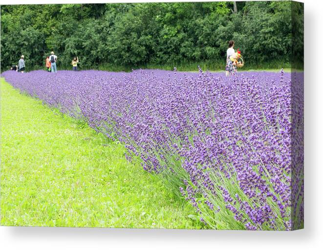 Lavandula Canvas Print featuring the photograph Blue Lavender #1 by Nick Mares